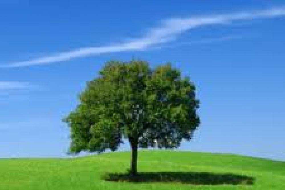Environmental Policy